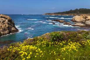 Point Lobos-3433.jpg